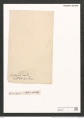 Nitzschia insignis var. notabilis Grun. (de-Toni-Nr.: Genus 47, Species 2074) Zeichnungen Sammlung Grunow (NHMW-BOT-W0371956)